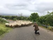 Street encounters in the inland of Sardinia (Italy) (Photo by Mario Pinoli)