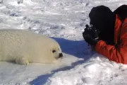 With a baby seal on the frozen sea, Québec, Canada (Photo by Shin & Chiaki Chiro)