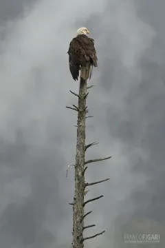 ALA0814_0003_Bald eagle (Alaska USA)