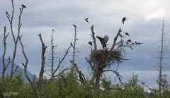 ALA0814_0010_Mother bald eagle chases intruders away from the nest (Alaska USA)