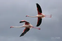 CAM0517_0007_Flamingos in flight in the sky of Camargue (Southern France)