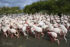 CAM0517_0018_Pink flamingos in the Parc Ornithologique (Camargue France)