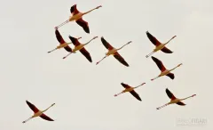 CAM0517_0916_Flamingos of Camargue (France)