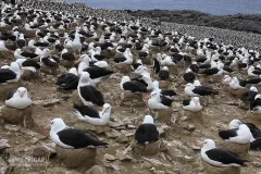 FAL1109_0001_Albatross colony at Steeple Jason Island (Falkland)