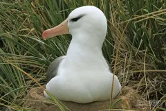 FAL1109_0002_Albatross nesting at Steeple Jason Island (Falkland)