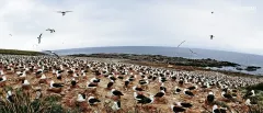 FAL1109_0849_Albatross colony at Steeple Jason island (Falkland)