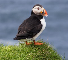 FAR0523_1102_Puffin on the cliffs (Far Oer)