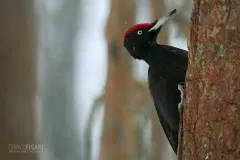 FIN0209_0004_Black Woodpecker (Finland)