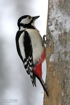 FIN0209_0008_Great spotted woodpecker (Finland)