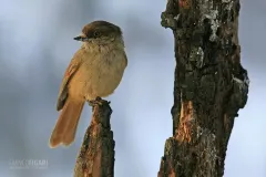 FIN0212_0024_Siberian jay (Finland)