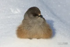 FIN0212_0025_Siberian jay (Lapland Finland)