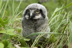 FIN0611_0011_Northern hawk-owl chick (Lapland Finland)