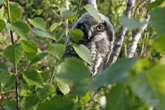 FIN0611_0012_Northern hawk-owl (Finland)