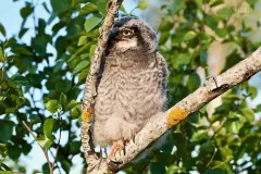 FIN0611_0615_Northern hawk-owl (Lapland Finland)