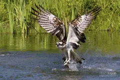 FIN0711_0016_Osprey hunting fish (Central Finland)