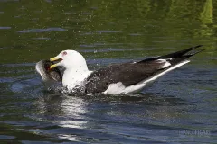 FIN0711_0021_Seagull (Central Finland)