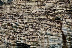 FJL0819_0616_Breeding colonies of guillemots on Rubini rock spectacular bird cliff on Hooker Island (Franz Josef Land Russia)