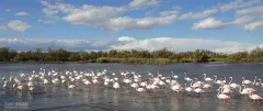 FRA0711_0031_Pink flamingos in Camargue (Southern France)