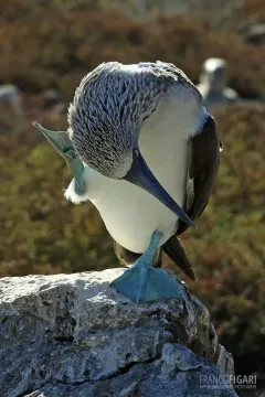 GAL0509_0013_Nuptial parade of the blue-footed booby male (Seymour North Island Galapagos)