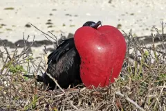 GAL0509_0014_Nuptial parade of the frigatebird male (Genovesa Island Galapagos)