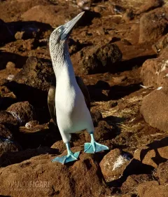 GAL0509_0850_Blue footed booby (Galapagos)