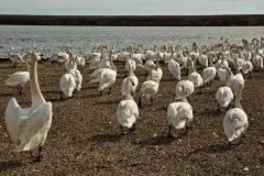 ING0416_0618_Swannery on the Jurassic Coast (Dorset England)