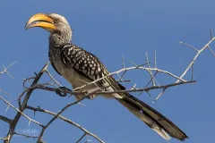 NAM0815_0009_Monteiro's hornbill in Etosha National Park (Namibia)