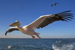 NAM0815_0017_Pelican at Walvis Bay (Namibia)