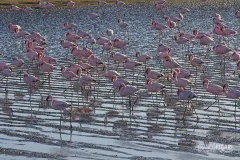 NAM0815_0019_Pink flamingos on the water edge at Walvis Bay (Namibia)