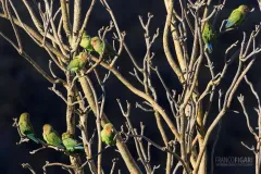 NAM0815_0020_Rosy-faced lovebirds on the Grootberg Mountains (Namibia)