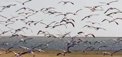 NAM0815_0917_Flamingos on the Skeleton Coast (Namibia)