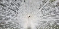 NOR0522_0943_White peacock (Normandy France)