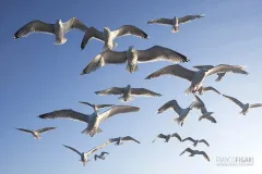 NOR0711_0022_Seagulls (Flatanger Norway)