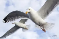 NOR0711_0023_Seagulls (Norway)