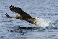 NOR0711_0028_White-tailed eagle (fjords in Flatanger Norway)