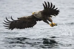 NOR0711_0029_White-tailed eagle (Flatanger Norway)