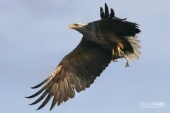 NOR0711_0030_White-tailed eagle (Norway)