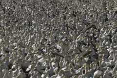 SAF0214_0005_Booby colony at Lambert's Bay (South Africa)