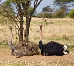 TAN0109_0852_Ostriches in the Tarangire National Park (Tanzania)