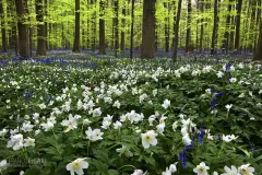 BEL0413_0032_April wild blooming in the Hallerbos forest (Belgium)