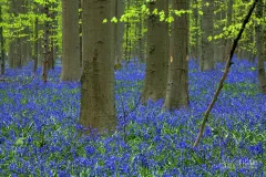BEL0413_0057_The forest of beech trees in spring (Hallerbos Belgium)
