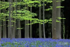 BEL0413_0059_The magic of the beech forest (Hallerbos Belgium)