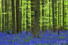 BEL0413_0060_The undergrowth of bluebells in the Hallerbos forest (Belgium)