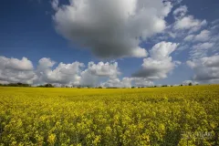 BRE0415_0052_Rapeseed fields in Bretagne (France)