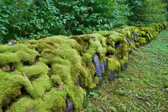 EST0923_1095_Moss on the wall (Estonia)