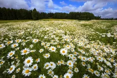 FIN0717_0041_Chamomile fields blooming in summer (Finland)