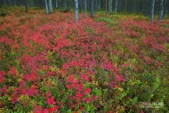 FIN1014_0038_Autumn colours in the taiga undergrowth (Finland)