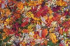 FIN1014_0053_Rowan leaves carpet in autumn (Finland)
