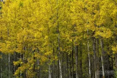 FIN1019_0777_Autumn-colours-Southern-Finland