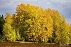 FIN1021_0854_Autumn colours in the southern countryside (Finland)